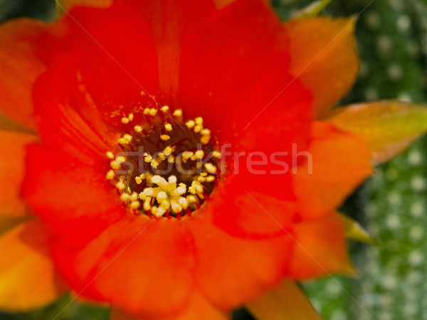 Cactus Flower Macro with Vivid Texture and Color; Great for Desert Backgrounds Stock photo © Frankljr