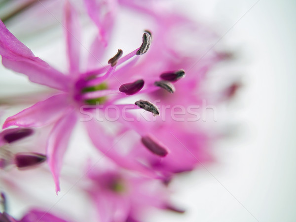 Fleur fleurir macro printemps fond été [[stock_photo]] © Frankljr