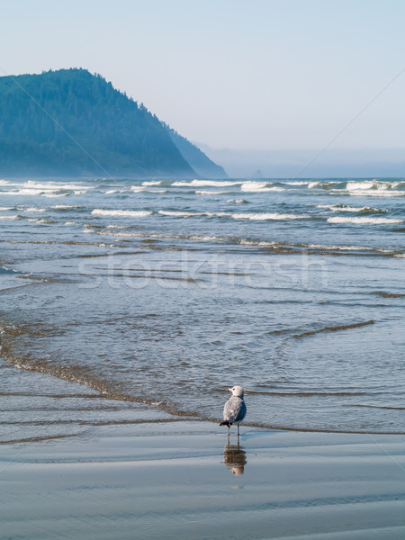 Vielfalt Himmel Natur blau Sand Leben Stock foto © Frankljr