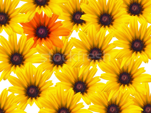 Yellow daisy flowers repeated with a single orange bloom Stock photo © Frankljr