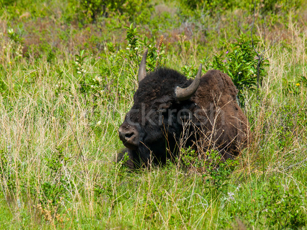 Stok fotoğraf: Büyük · amerikan · bizon · Montana · ABD