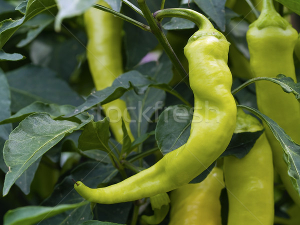 Green Peppers on the Plant Stock photo © Frankljr