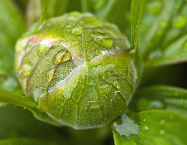 Water Drops on Peone Plant Stock photo © Frankljr