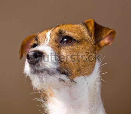 Porträt cute Jack Russell Terrier Augen Natur Spaß Stock foto © Frankljr