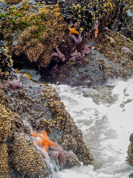 Starfish allegata rocce surf spiaggia acqua Foto d'archivio © Frankljr