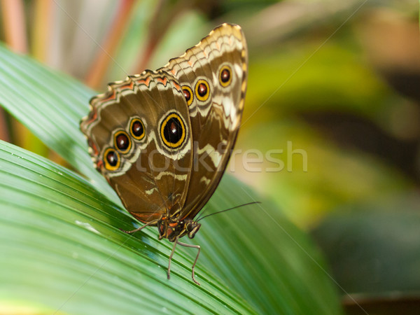 Butterfly on a Plants Stock photo © Frankljr