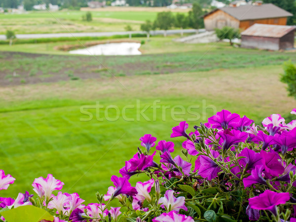 Berg land bloemen voorgrond bloem Stockfoto © Frankljr