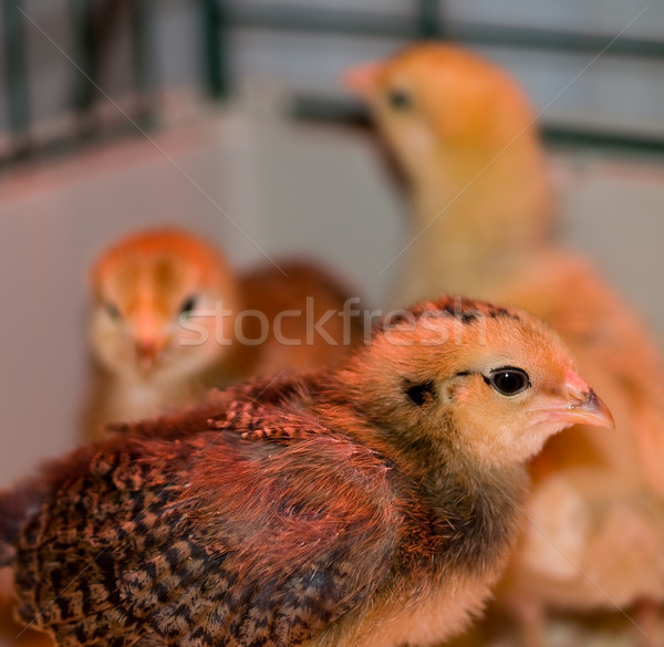 Little yellow and orange fuzzy chick Stock photo © Frankljr