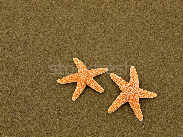 Stock photo: Two Starfish 