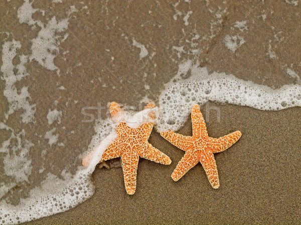 два Starfish рыбы морем фон лет Сток-фото © Frankljr