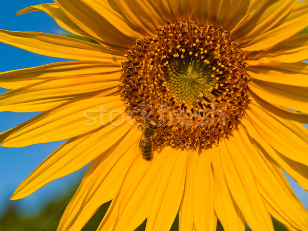 Honigbiene bedeckt Pollen Sonnenblumen Himmel Sonne Stock foto © Frankljr