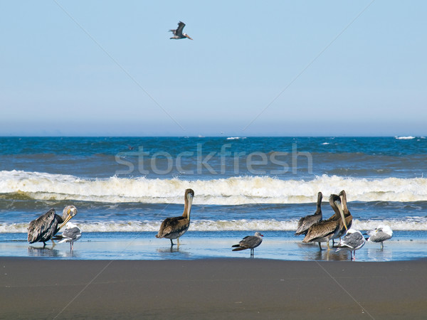 A Variety of Seabirds at the Seashore Stock photo © Frankljr