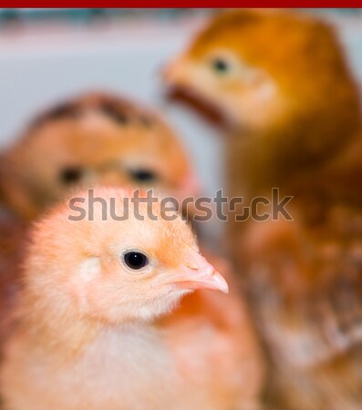 Wenig gelb orange undeutlich chick Porträt Stock foto © Frankljr