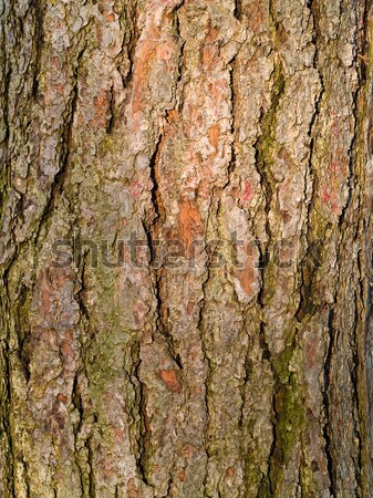 вечнозеленый дерево Кора текстуры закат стены Сток-фото © Frankljr