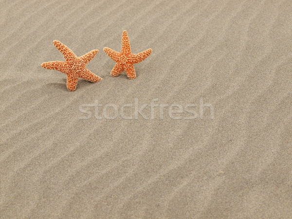 Two Starfish on the Beach with Windswept Sand Ripples  Stock photo © Frankljr