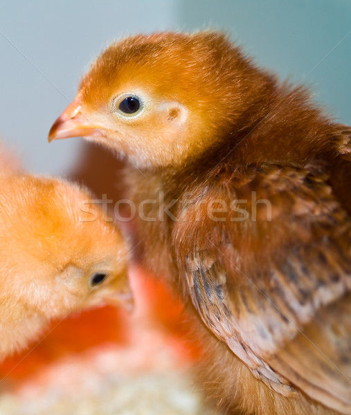 Pequeño amarillo naranja Chick retrato Foto stock © Frankljr