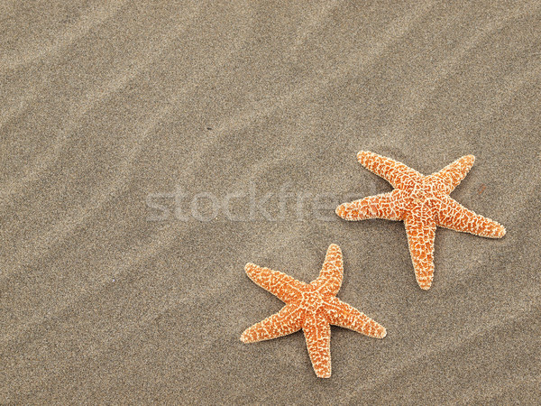 Two Starfish on the Beach with Windswept Sand Ripples Stock photo © Frankljr