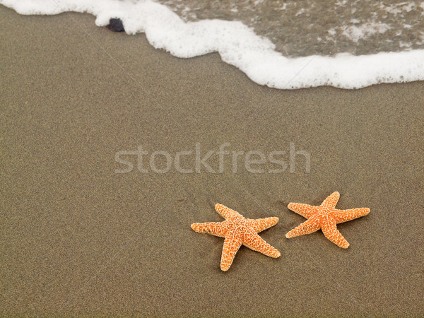 Two Starfish  Stock photo © Frankljr