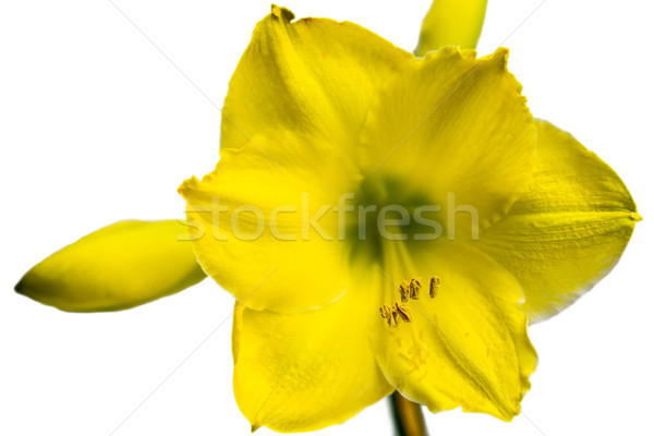 Jaune fleur blanche printemps beauté usine [[stock_photo]] © franky242