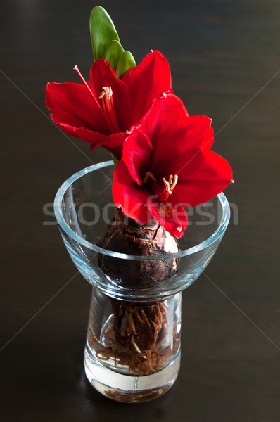 Piros közelkép villanykörte gyökerek üveg váza Stock fotó © franky242