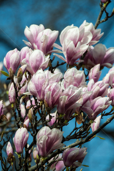 Rózsaszín magnolia virág közelkép tele virágzik Stock fotó © franky242