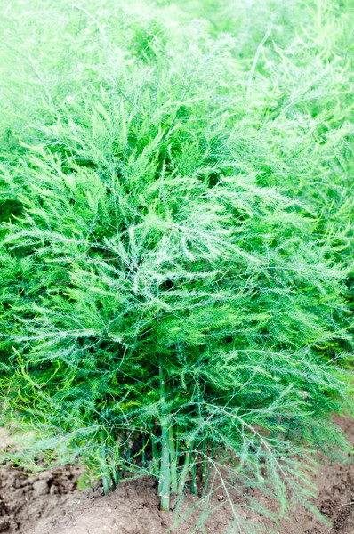 Blossoming Asparagus Field Stock photo © franky242