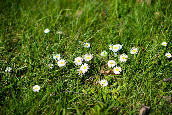 Weiß Gänseblümchen Seide Wiese früh Frühling Stock foto © franky242