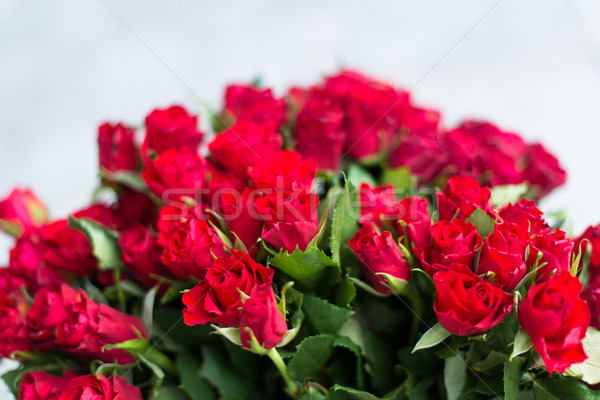 red roses Stock photo © franky242