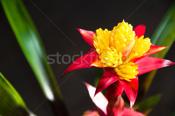 Blossoming Bromeliad Plant Stock photo © franky242