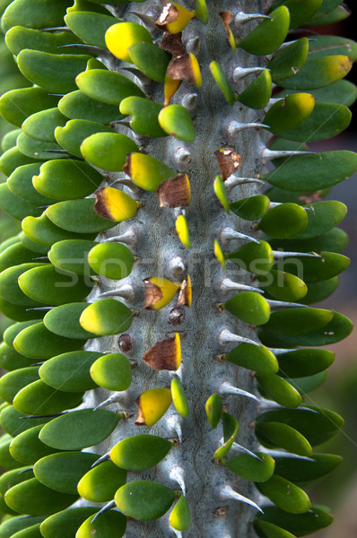 Grünen Kaktus Garten Spanien Natur Stock foto © franky242