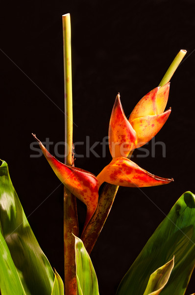 Hummer Klaue Blume Blumen Natur Blatt Stock foto © franky242