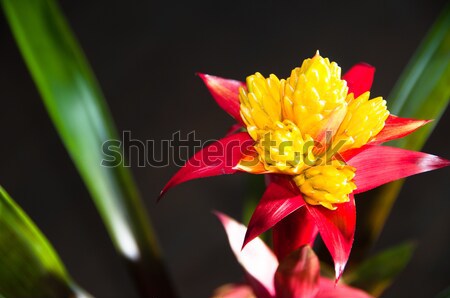 Blossoming Bromeliad Plant Stock photo © franky242