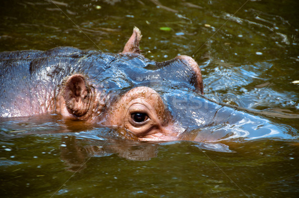 Happy Hippo Portrait Stock photo © franky242