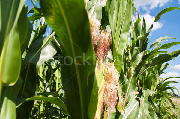 Growing Corn Stock photo © franky242