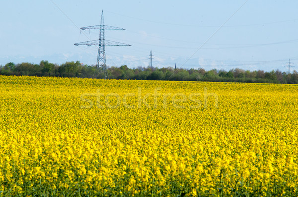 Bereich hellen sonnig Frühling Tag Wolken Stock foto © franky242