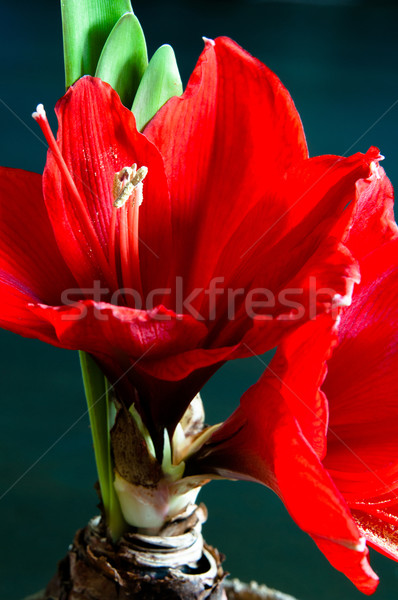 Rouge ampoule racines sombre fleur [[stock_photo]] © franky242