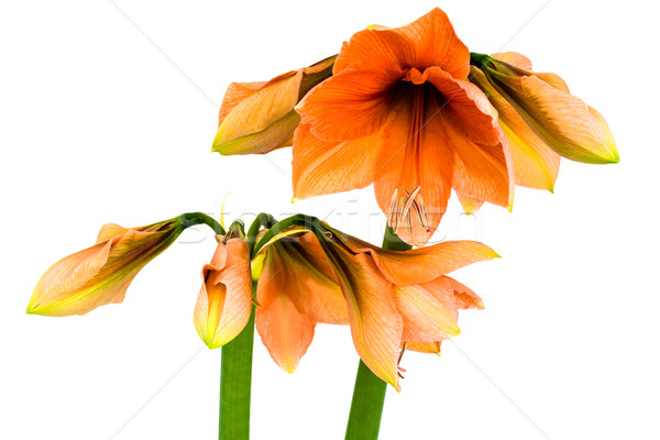 Floraison orange fleur feuille jardin [[stock_photo]] © franky242