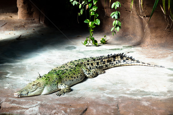 Krokodil zonnebaden beton vloer park tanden Stockfoto © franky242