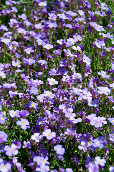 Me niet bos bloemen tuin bloem Stockfoto © franky242