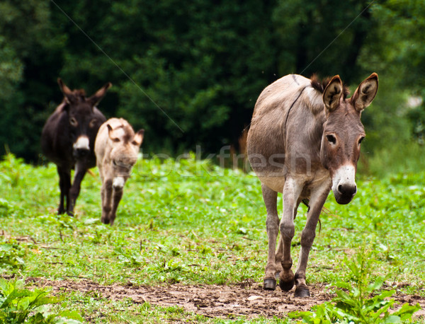 Donkey Family Stock photo © franky242