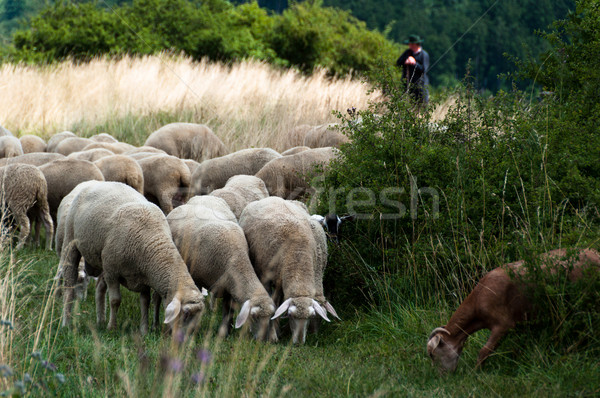 Flock of sheep and goats with shepherd and dogs Stock photo © franky242