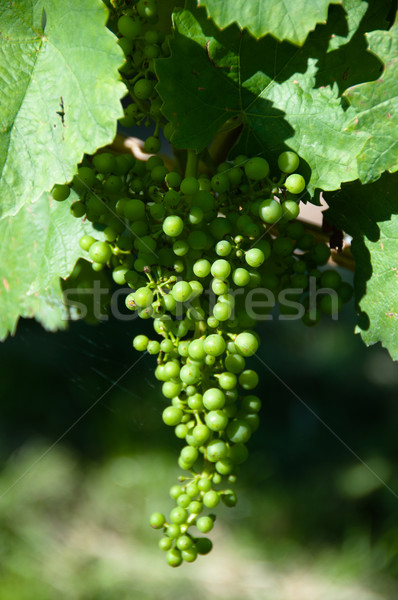 Faible raisins verts vignoble vin usine fruits Photo stock © franky242