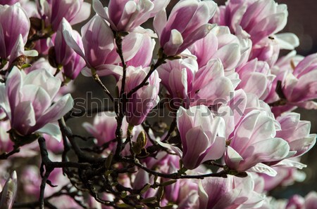 Magnolia bloesem vol bloeien bloem Stockfoto © franky242