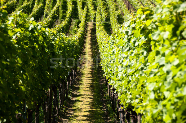 Wineyards In Early Summer Stock photo © franky242