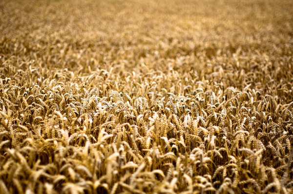 Gold Corn Field Stock photo © franky242