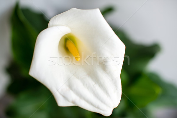 Blanche Lily plein fleur usine neutre [[stock_photo]] © franky242