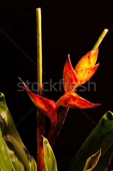 Homard griffe fleur fleurs nature feuille [[stock_photo]] © franky242