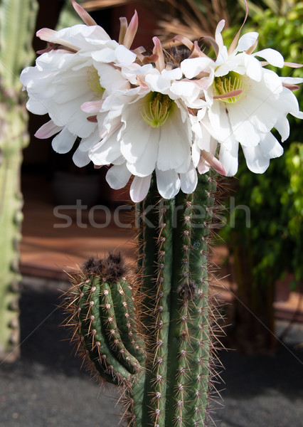 Cactus fleurir joli fleurs blanches floraison usine [[stock_photo]] © franky242