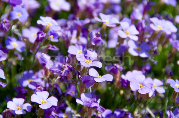 Moi pas fleurs jardin fleur [[stock_photo]] © franky242