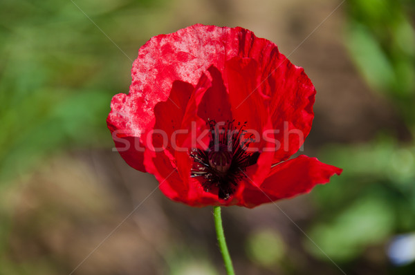 Stock photo: Red Poppy Flower